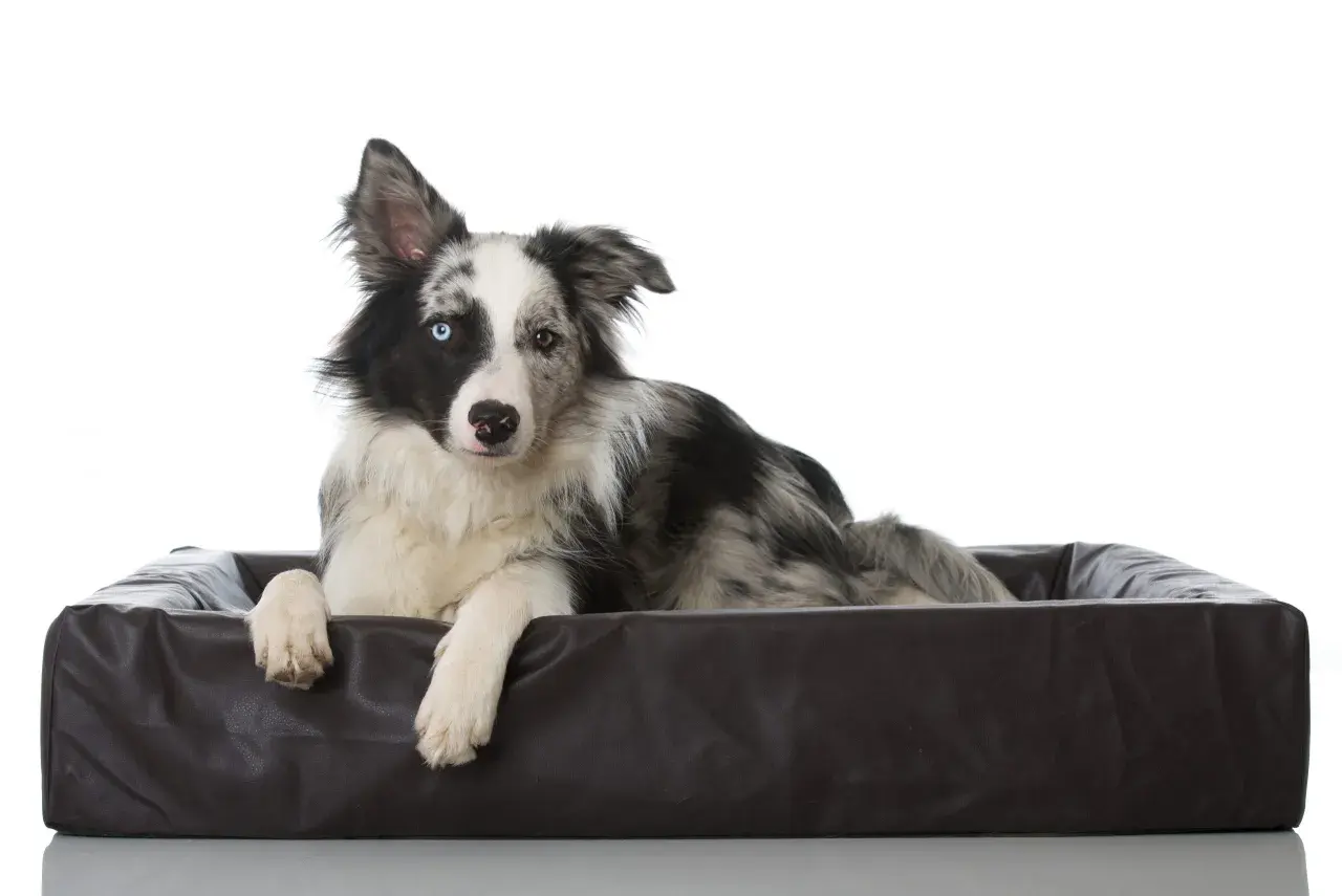 Border collie z heterochromią, leżący w legowisku, zaprzecza stereotypom, że czy border collie jest agresywny.