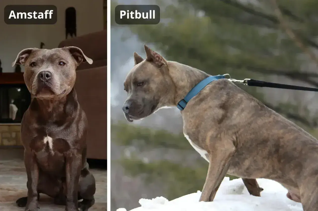Porównanie amstaffa i pitbulla. Różnice w wyglądzie tych psów są subtelne, ale widoczne.
