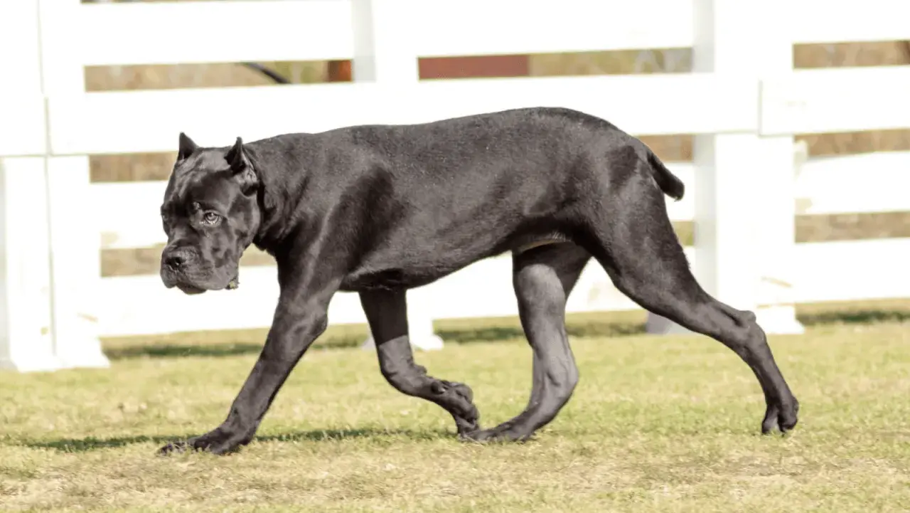Czarny pies rasy cane corso italiano spaceruje po trawie.