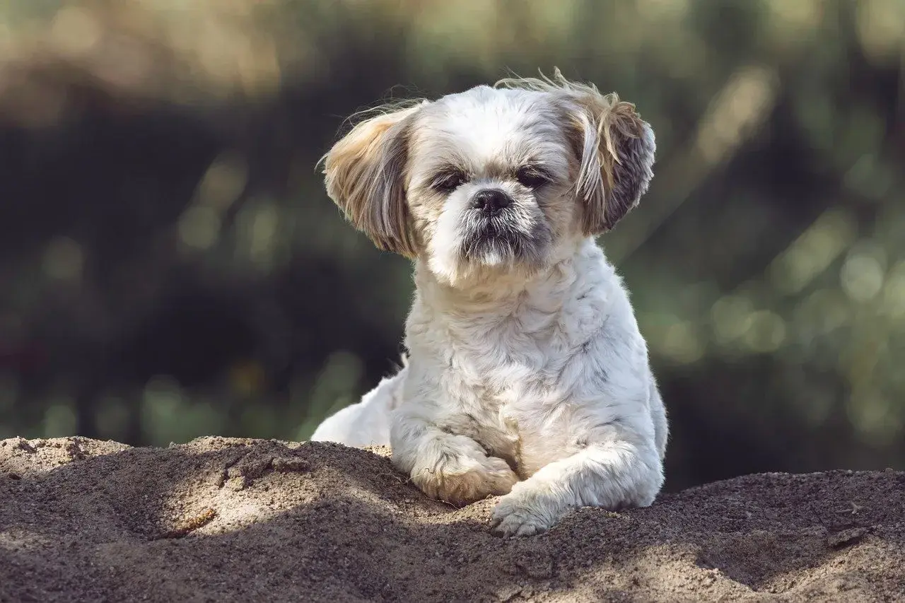 Shih tzu na piasku, zastanawia się, czy pies może jeść kapustę kiszoną.