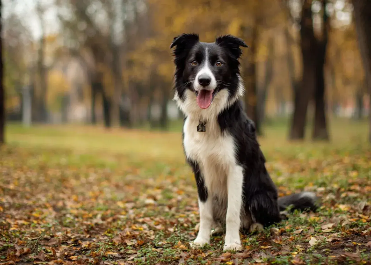 Inteligentny border collie siedzi na jesiennym tle, z językiem na wierzchu.