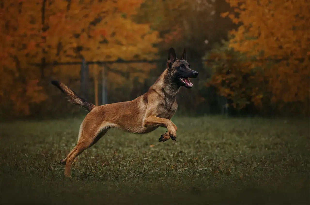 Dynamiczny owczarek malinois w skoku na tle jesiennych drzew.