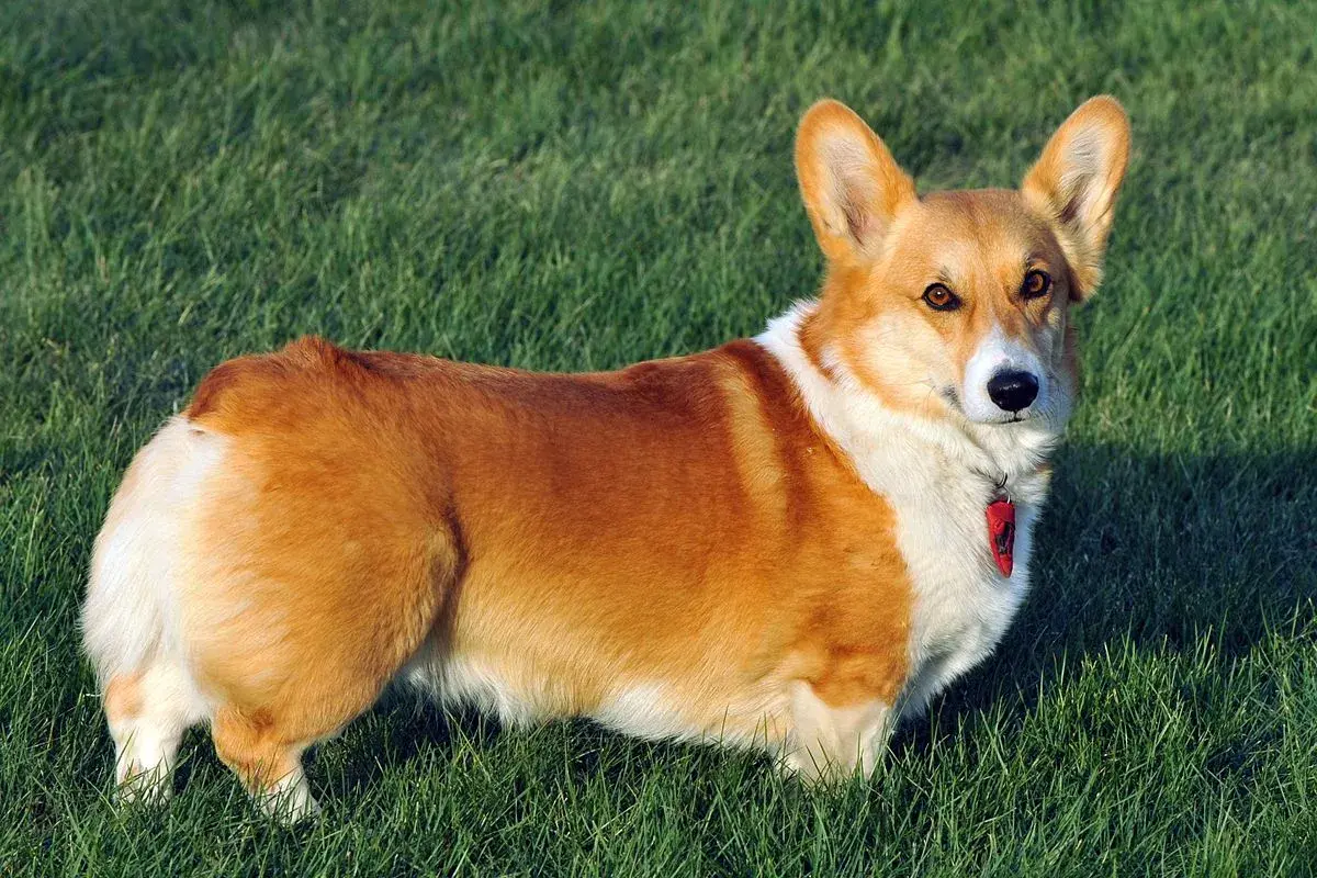 Rudy corgi na zielonej trawie. Corgi ile żyje? Średnio 12-15 lat, ale ten wygląda na zdrowego i pełnego energii!