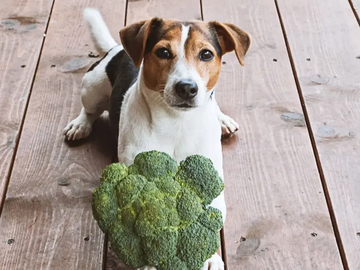 Jack Russell z brokułem na drewnianej podłodze. Czy pies może jeść brokuły? Ten psiak wygląda na zaintrygowanego.