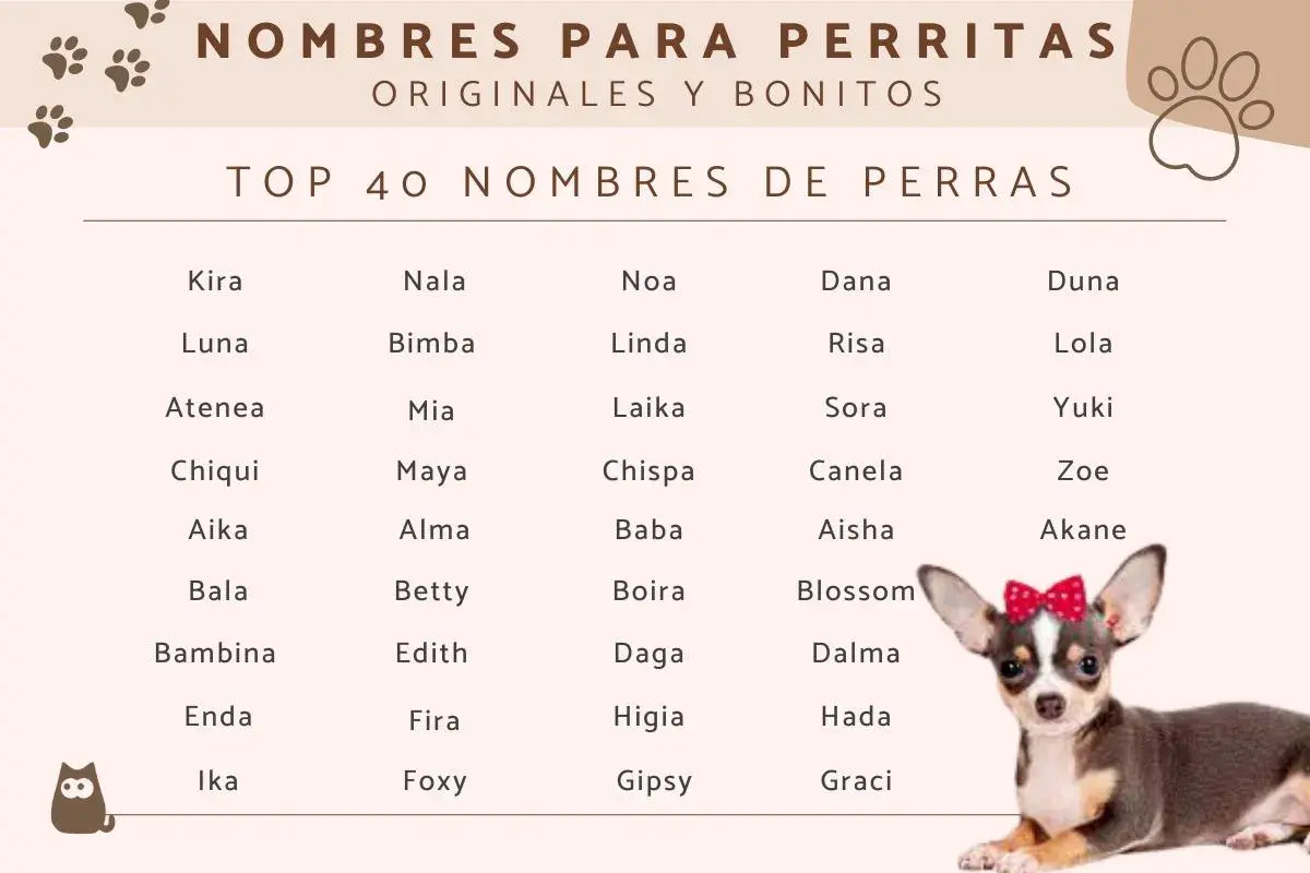 Lista "Top 40 Nombres de Perras" z uroczym pieskiem. Szukasz najładniejsze imię dla suczki? Znajdziesz tu inspiracje jak Luna, Kira, czy Lola.