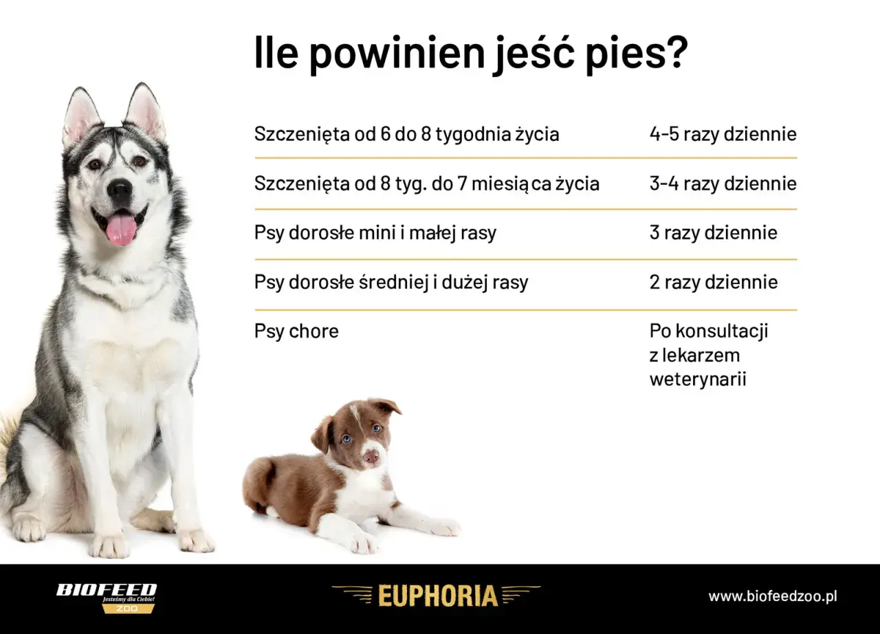 Tabela: ile powinien jeść szczeniak i dorosły pies. Podano częstotliwość karmienia w zależności od wieku i wielkości psa.