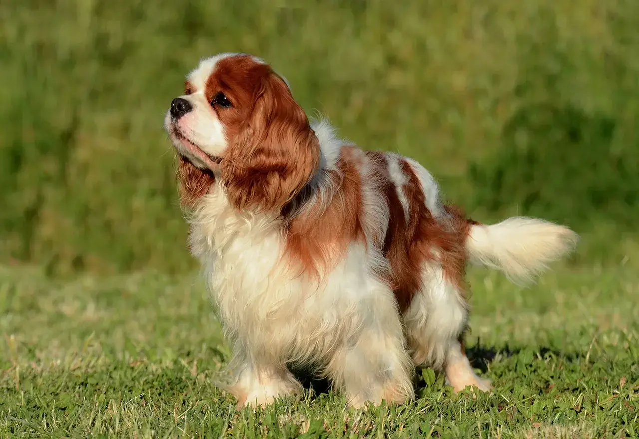 Uroczy cavalier king charles spaniel rudy, z białymi łatami, stoi na zielonej trawie, patrząc w górę z zaciekawieniem.