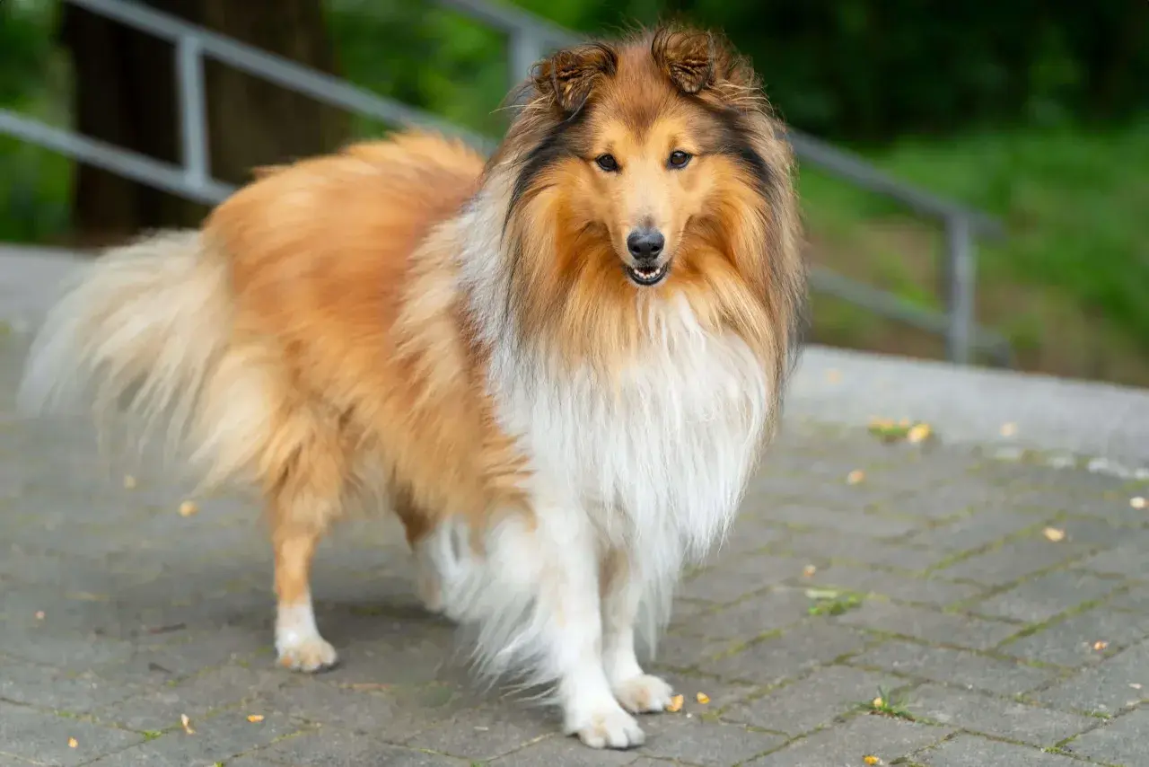 Piękny owczarek collie o długiej, złocistej sierści stoi na chodniku. Jego puszysty ogon i bogata grzywa dodają mu majestatycznego wyglądu.