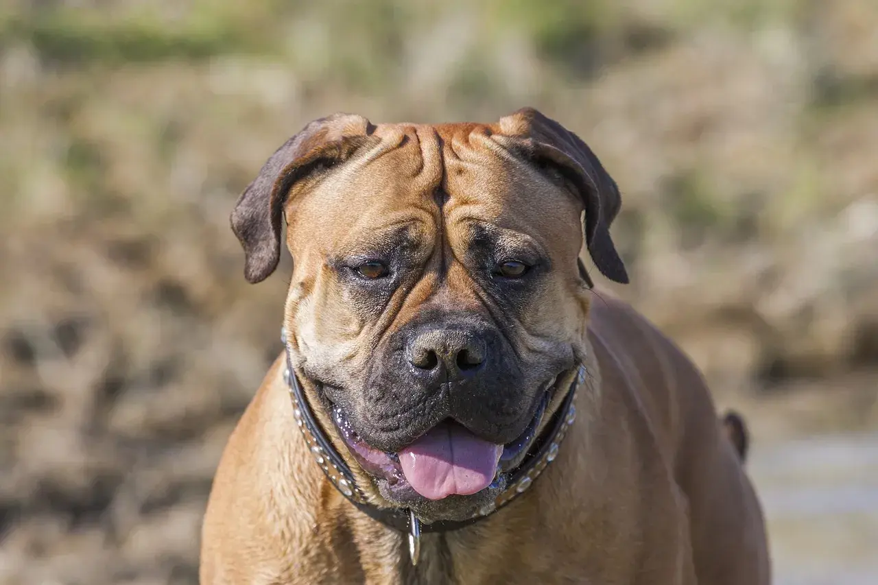 Uspokojony bullmastiff z językiem na wierzchu. Czy bullmastiff jest agresywny? Ten pies wygląda na przyjaznego.