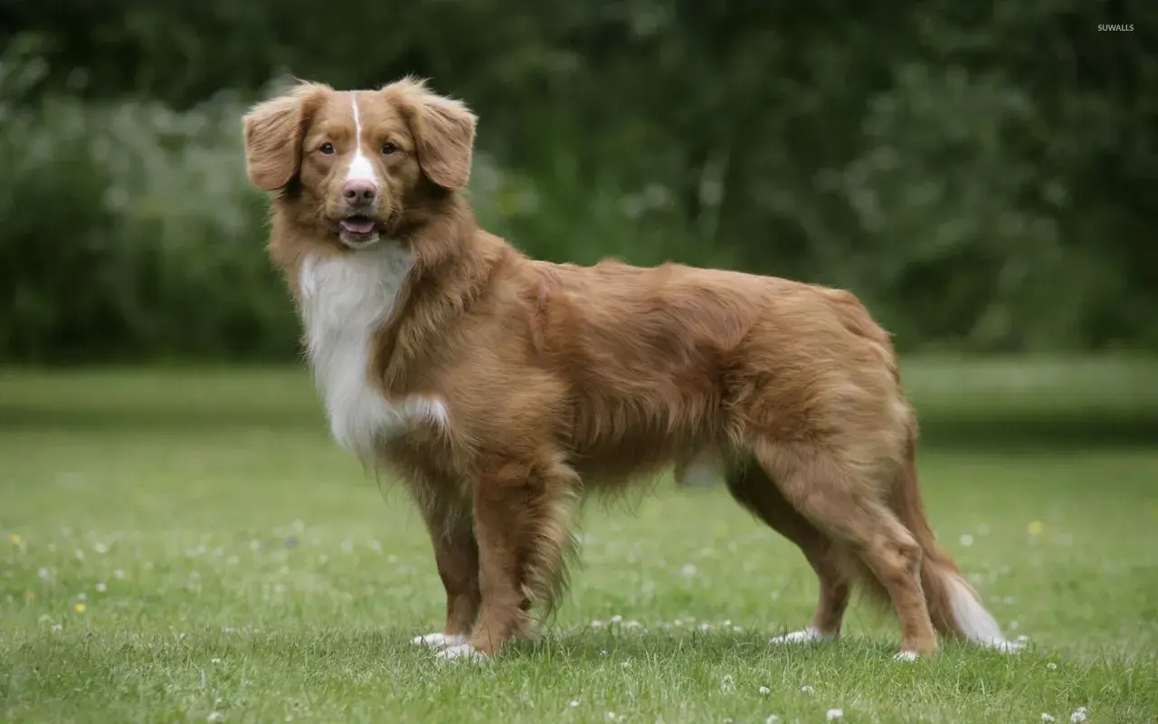 Rudy retriever z Nowej Szkocji, z białym znaczeniem na piersi, stoi na zielonej trawie.