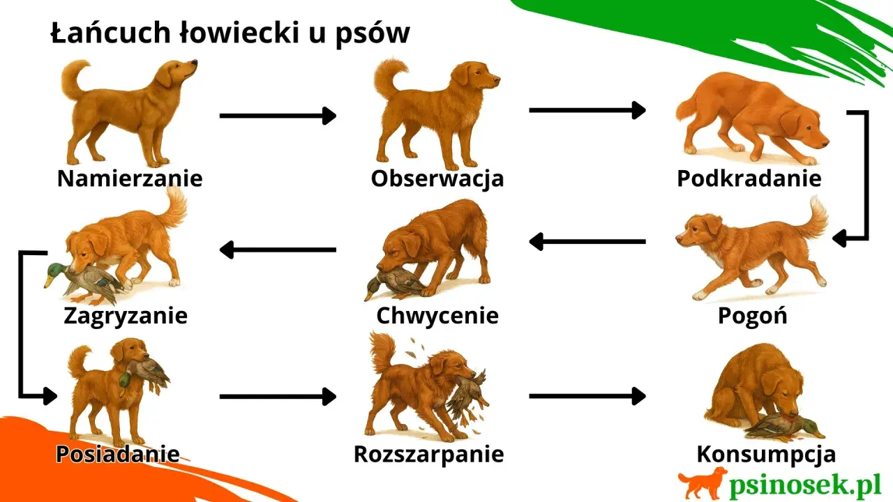 Cykl łowiecki psa: namierzanie, obserwacja, podkradanie, pogoń, chwycenie, rozszarpanie, konsumpcja, posiadanie zdobyczy.
