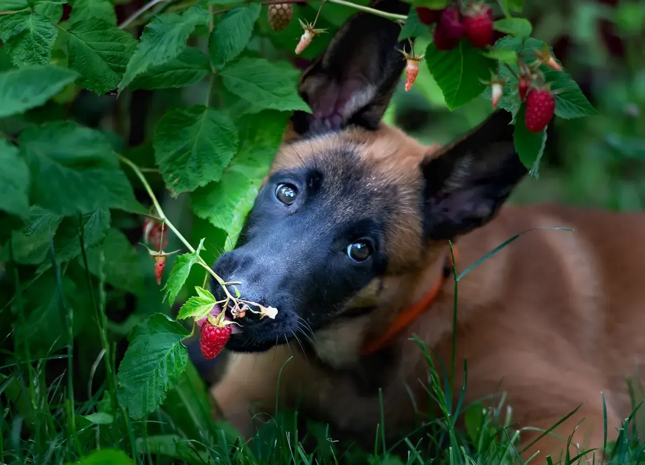 Szczeniak belgijskiego owczarka malinois próbuje malin prosto z krzaka. Czy pies może maliny? Ten maluch zdaje się mówić tak!