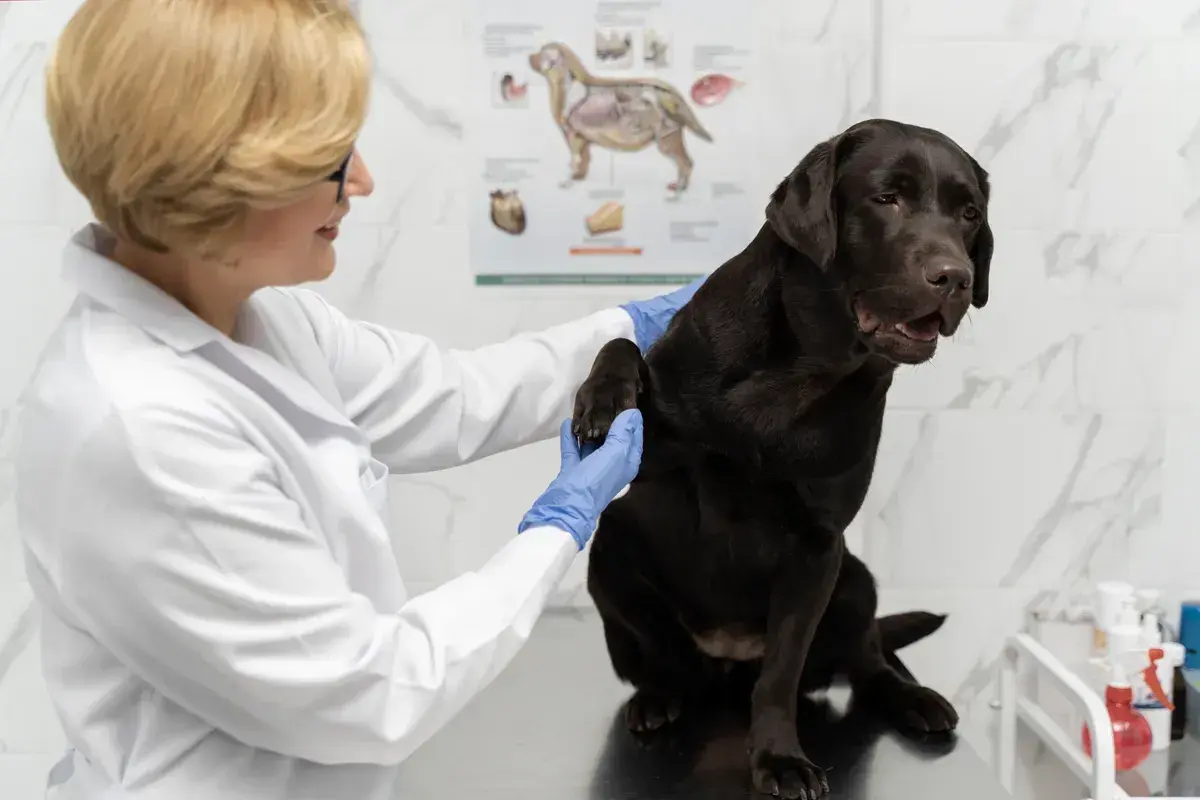 Weterynarz bada łapę brązowego labradora, upewniając się, czy pies może jeść czekoladę.