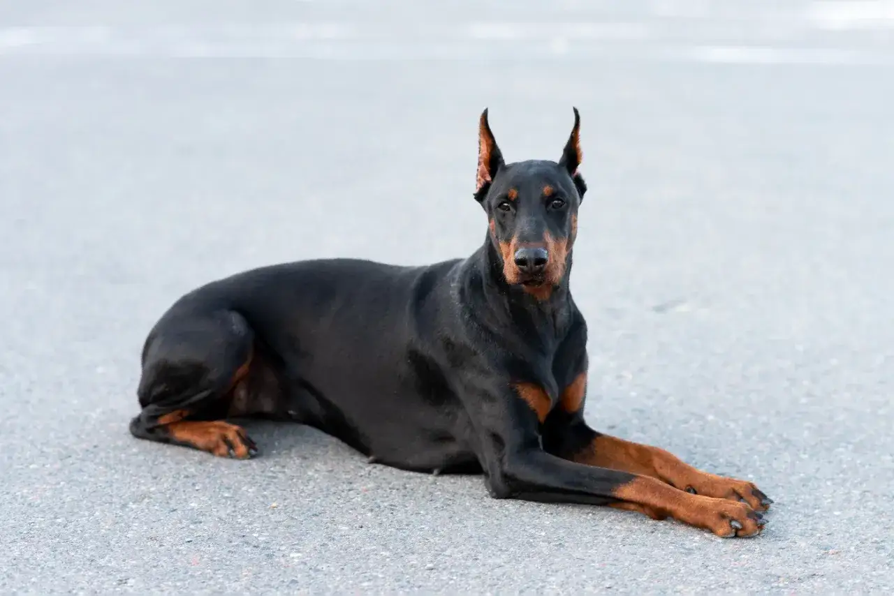 Czarny doberman o brązowych znaczeniach leży na szarym podłożu. Choć jego postawa może sugerować, że jest doberman agresywny, jego oczy patrzą spokojnie.