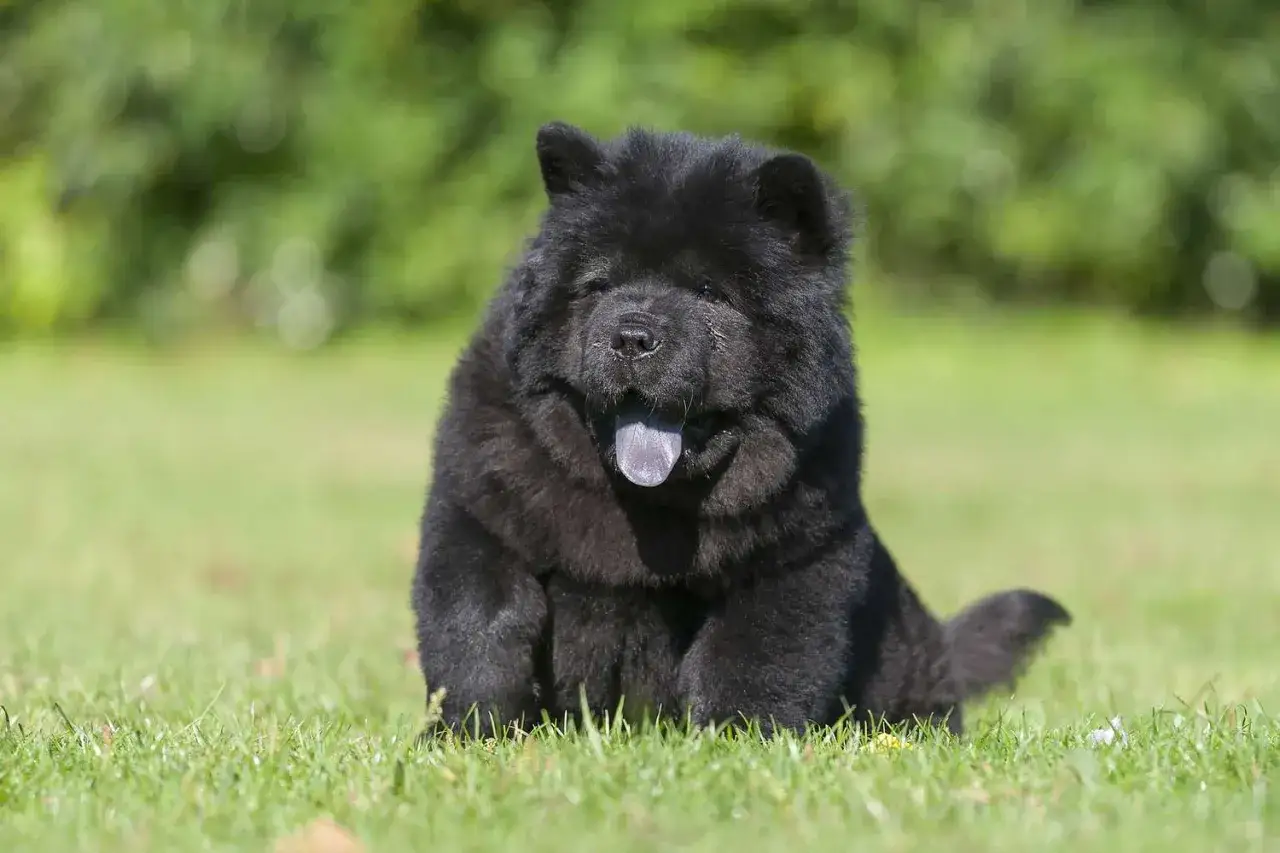 Czarny, puszysty szczeniak rasy chow chow siedzi na trawie, wystawiając fioletowy język.