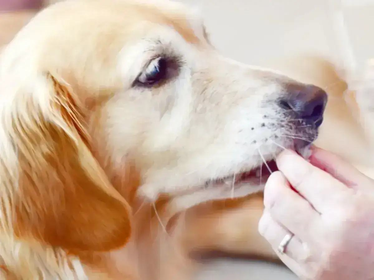 Złoty retriever delikatnie przyjmuje przysmak z ręki, zastanawiając się, czy pies może jeść rzodkiewkę.