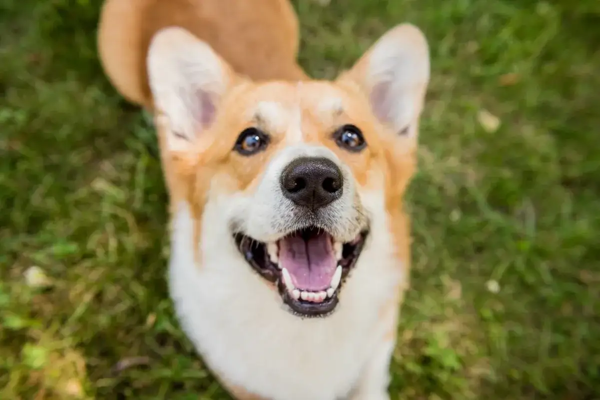 Uśmiechnięty corgi na trawie. Czy to najładniejsze imię dla suczki?