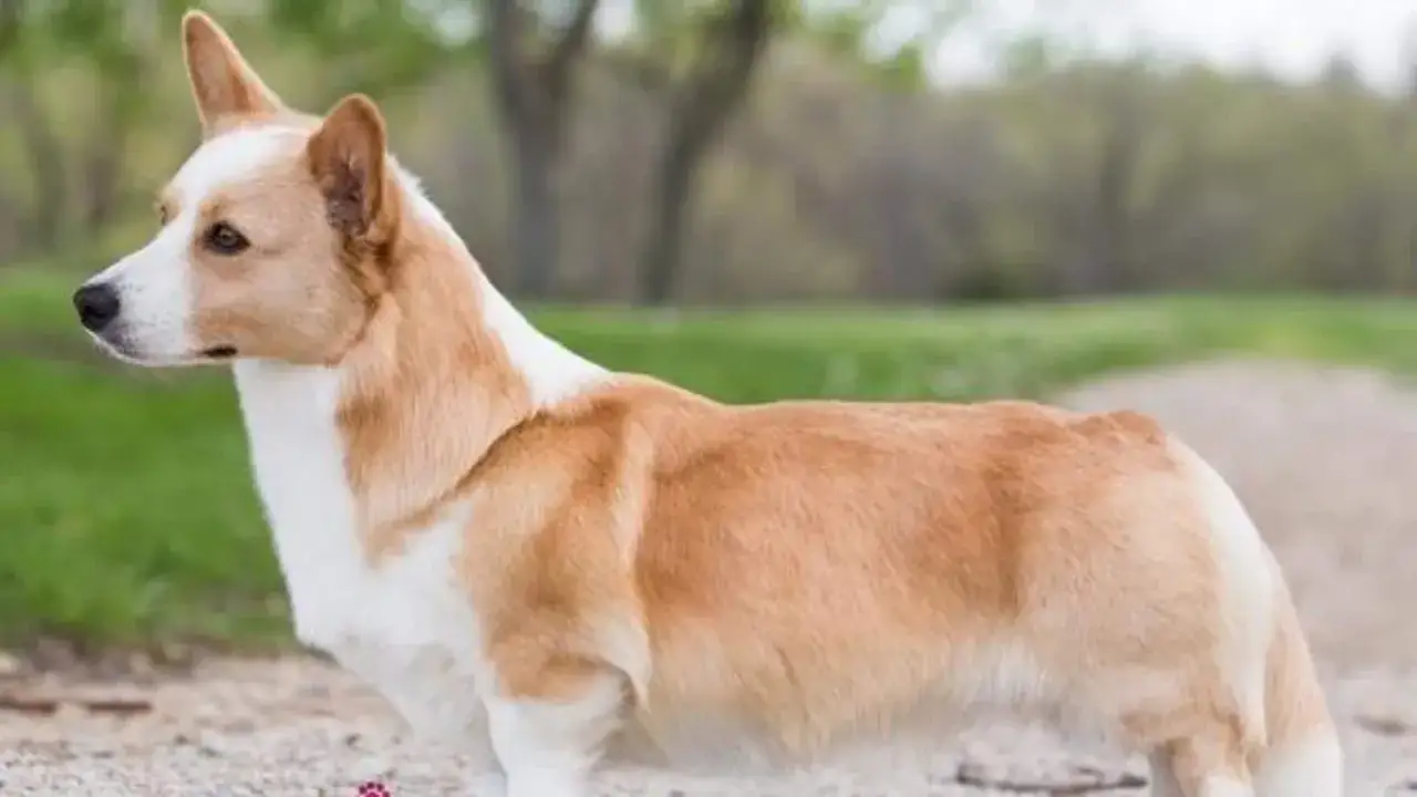 Uroczy corgi, który może żyć nawet 15 lat, pozuje na tle zieleni.