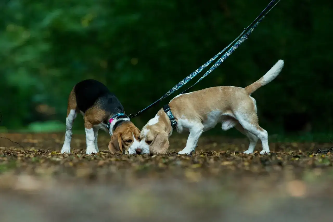 Dwa beagle, kiedy są dorosłe, wąchają ziemię w lesie.