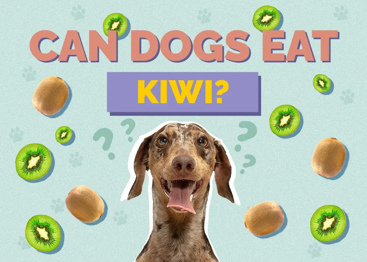 Czy pies może jeść kiwi? Wesoły piesek zastanawia się nad tym pytaniem, otoczony owocami kiwi i śladami łapek.