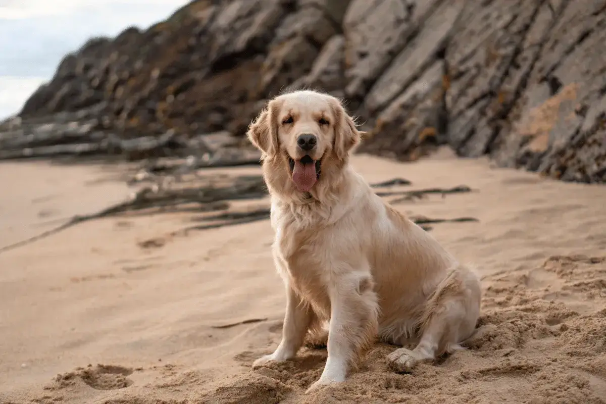 Szczęśliwy golden retriever na plaży, zastanawiasz się, jaka karma dla goldena będzie najlepsza dla Twojego pupila?