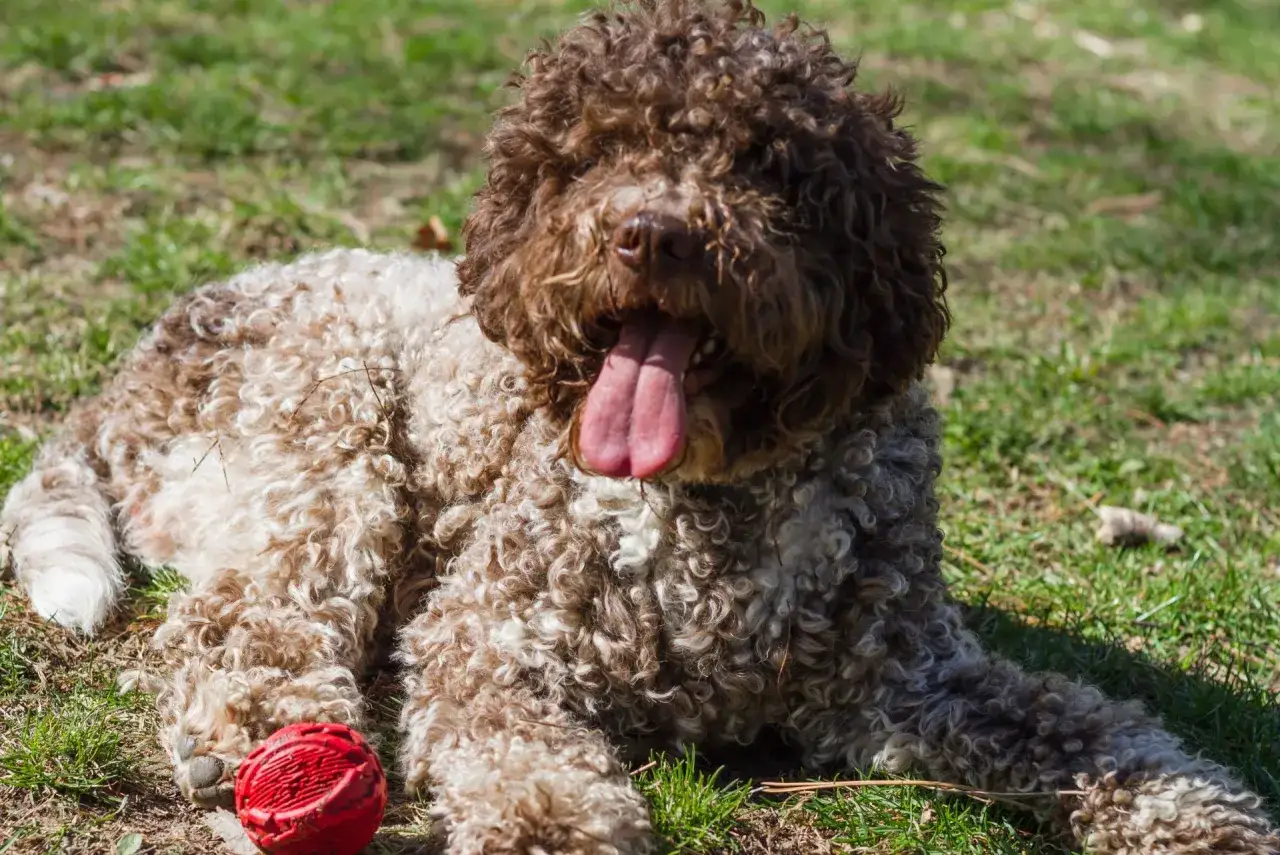 Lagotto romagnolo z wywieszonym językiem leży na trawie obok czerwonej piłki.