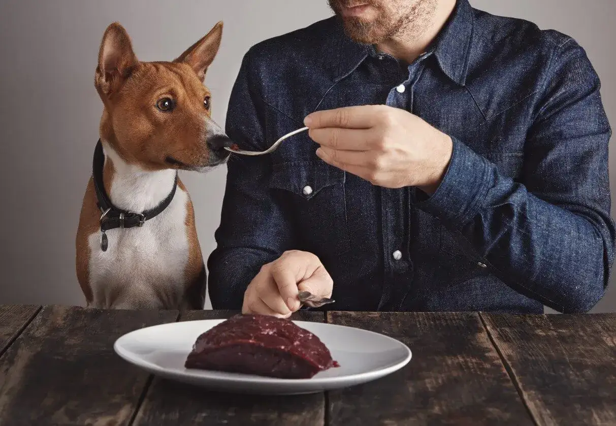 Pies Basenji z zaciekawieniem wącha łyżeczkę z jedzeniem, podczas gdy na talerzu leży surowa wątróbka. Czy pies może jeść wątróbkę?