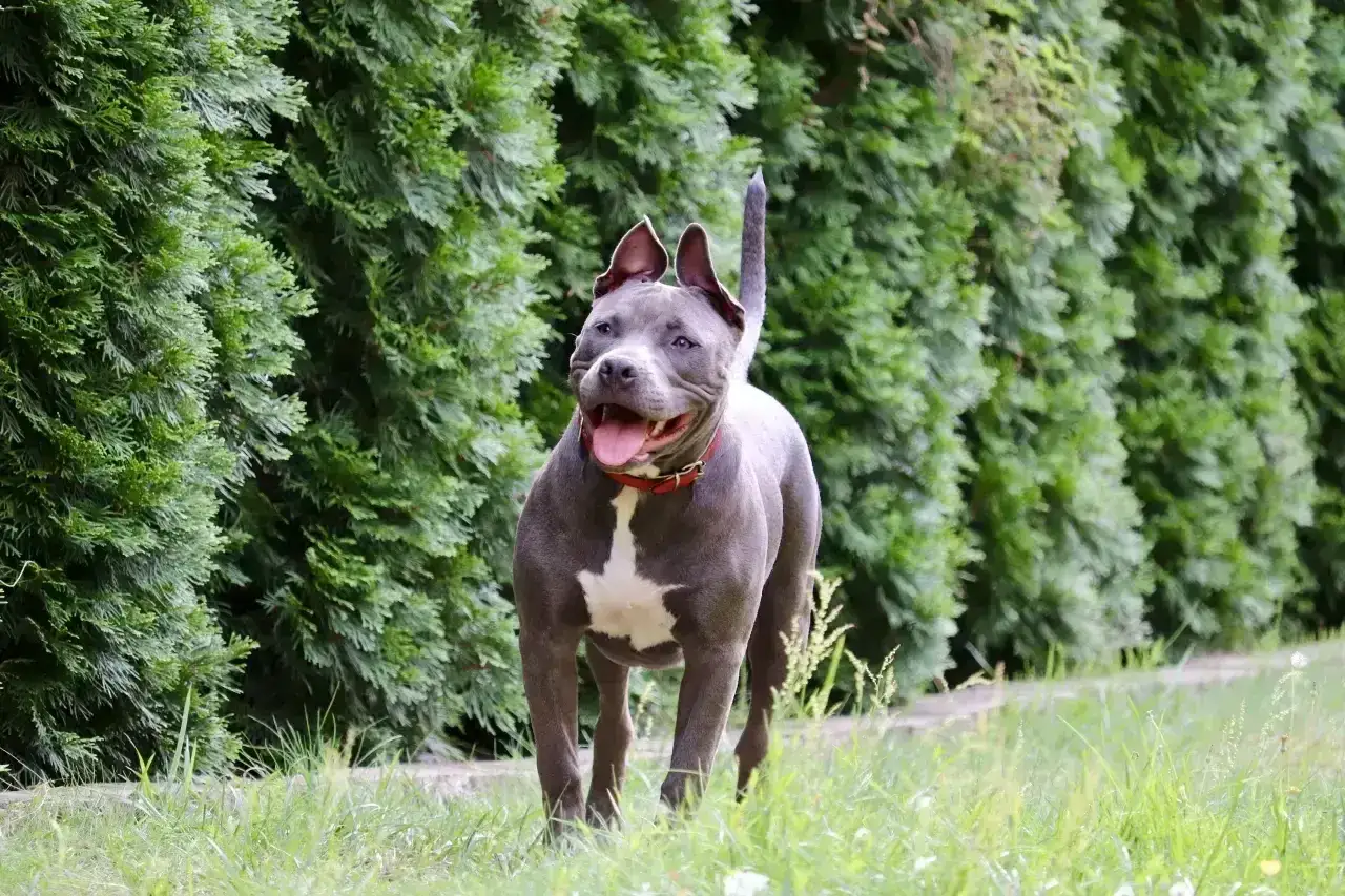 Szary pitbull z białym znaczeniem na piersi, z otwartym pyskiem i językiem na wierzchu, gotowy do zabawy.
