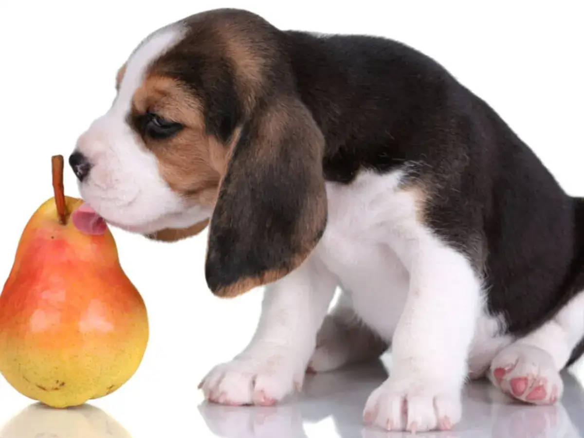 Uroczy szczeniak beagle próbuje gruszki, zastanawiając się, czy pies może gruszkę.