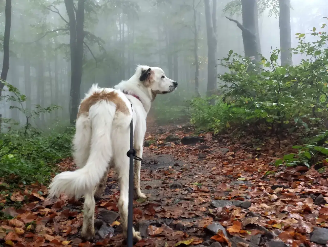 Bieszczady z psem szlakiem jesiennym. Mglisty las, liście na ścieżce i wierny towarzysz.