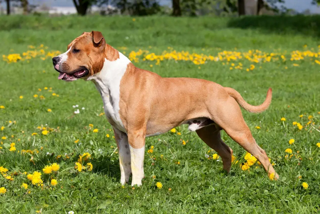 Silny amerykański staffordshire terrier w brązowo-białej sierści stoi na łące pełnej żółtych mniszków lekarskich.