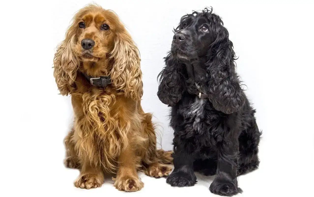 Dwa cocker spaniele, rudy i czarny, siedzą obok siebie. R&oacute;żne odmiany tej rasy.