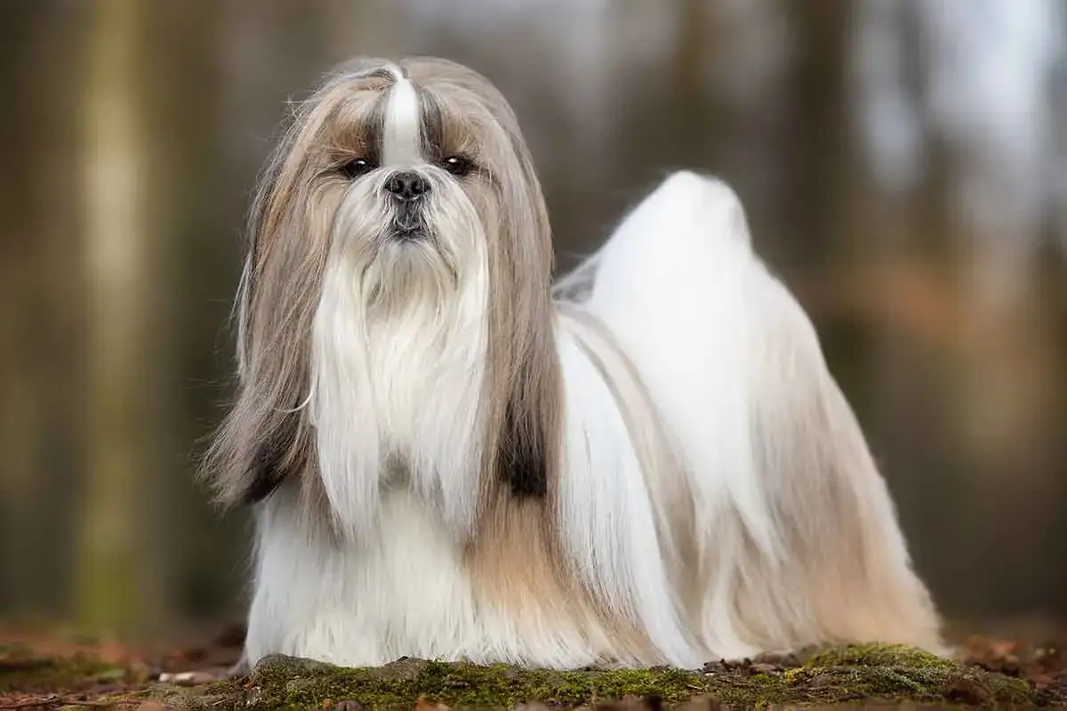 Shih tzu z długą, puszystą sierścią, siedzący na leśnym podłożu. Idealna waga dla tej rasy to klucz do zdrowia.