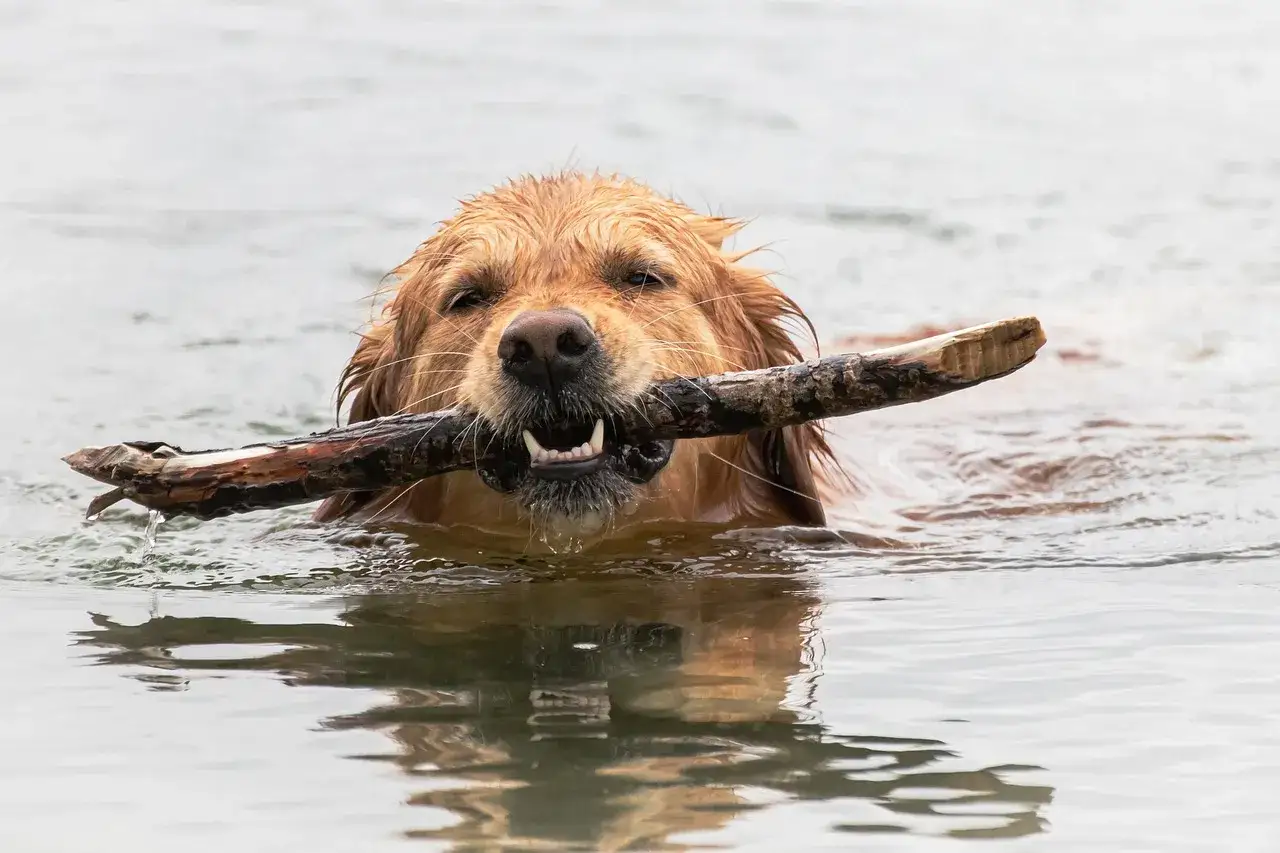 Zadowolony retriever z nowej szkocji pływa z patykiem w pysku.