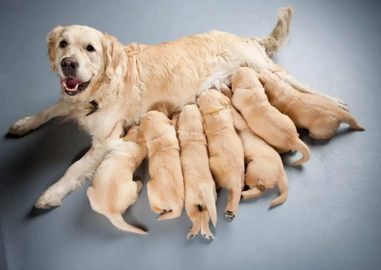 Szczenięta golden retriever piją mleko od mamy. Dobra karma dla suk w ciąży zapewnia im siłę.