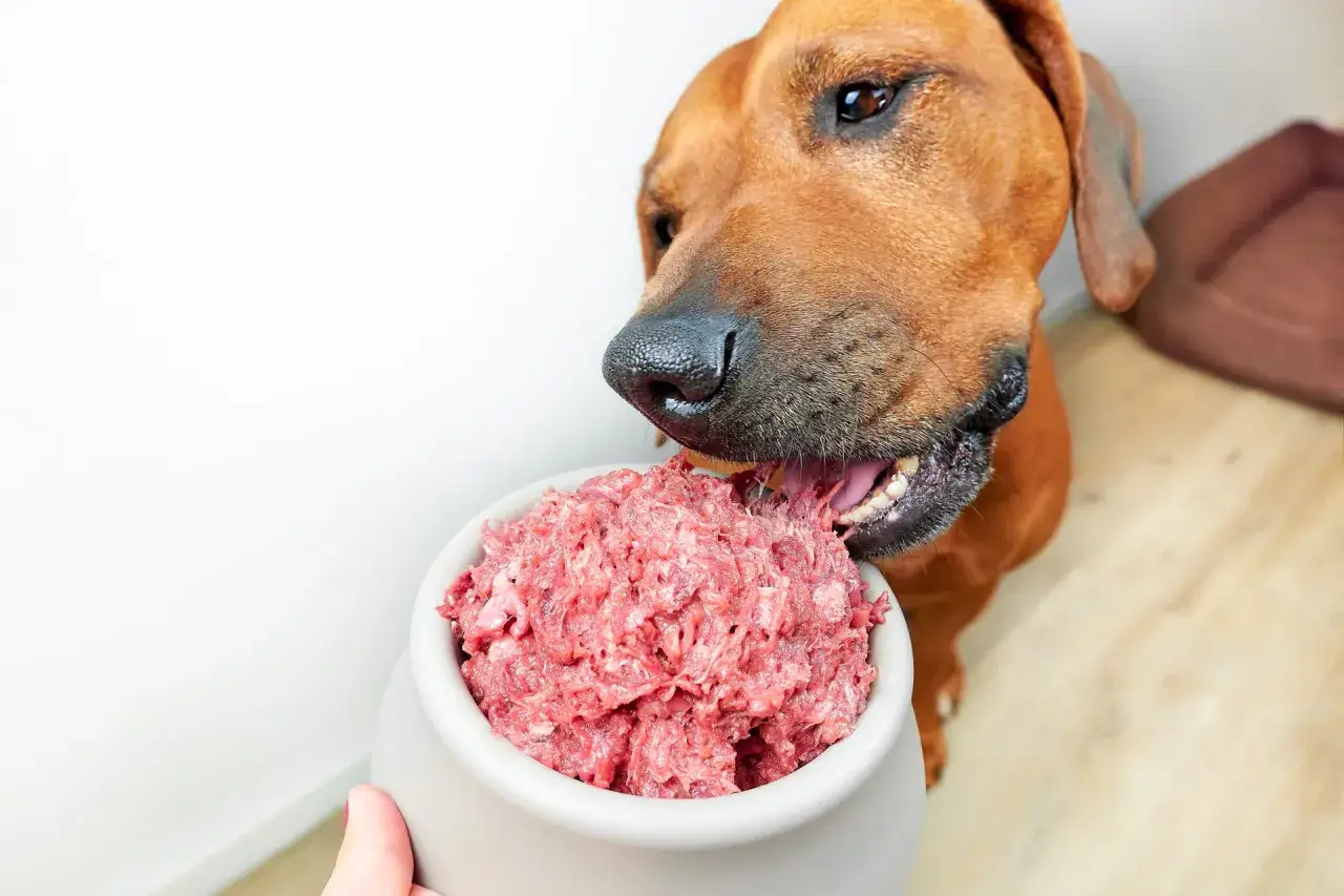 Pies rasy Rhodesian Ridgeback z apetytem zajada surowe mięso z miski. To idealne pytanie: jakie mięso dla psa jest najlepsze?