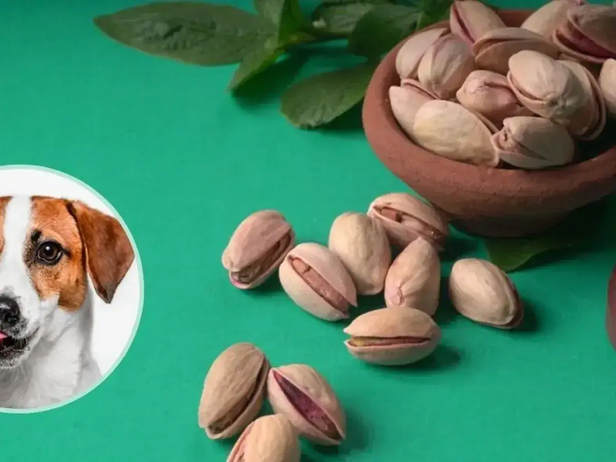 Czy psy mogą jeść pistacje? Na zdjęciu piesek i miseczka pełna pistacji.