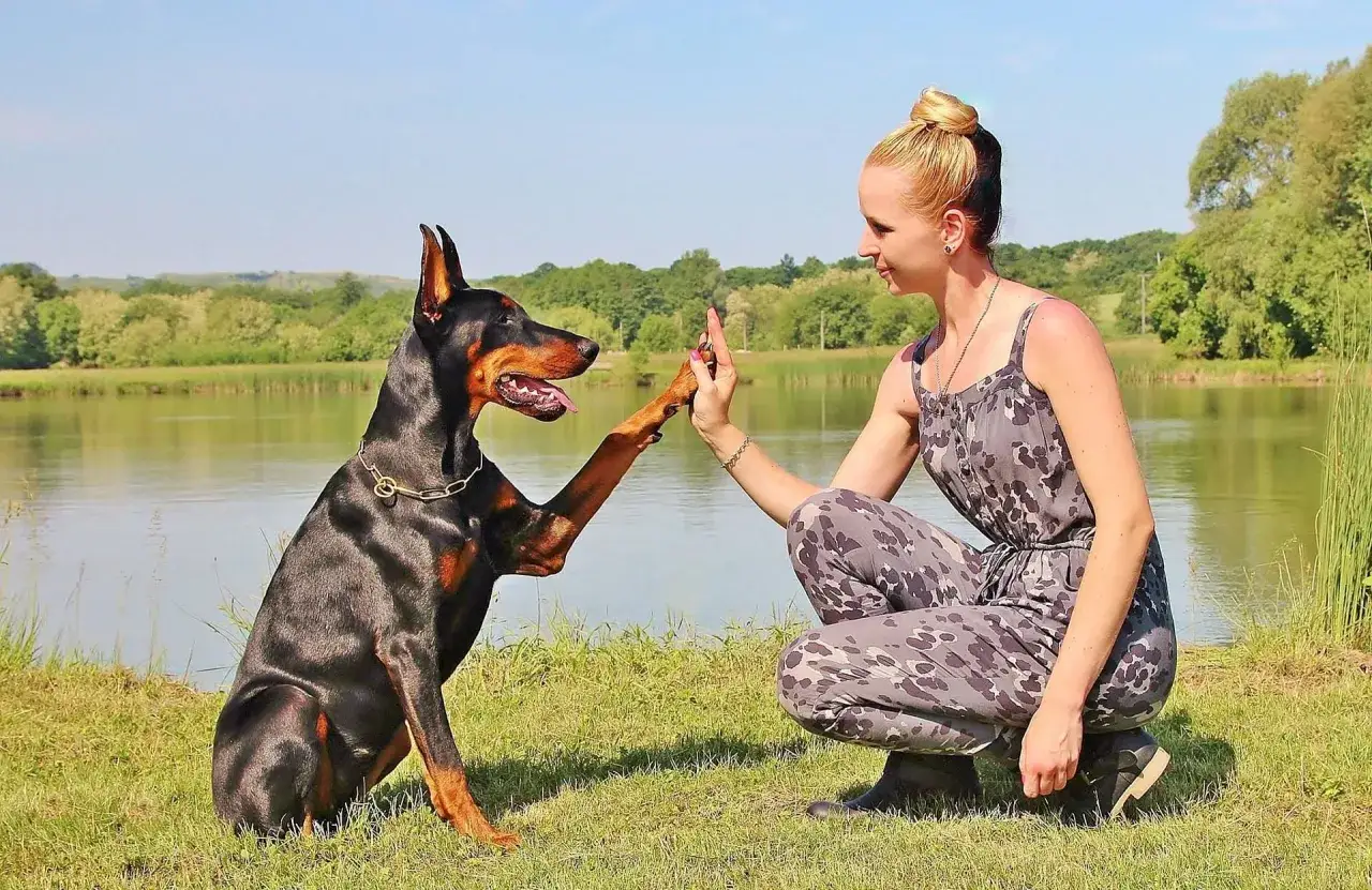 Doberman daje łapę właścicielce nad jeziorem. Pokazuje, jak oduczyć psa bronienia zasobów, budując zaufanie.