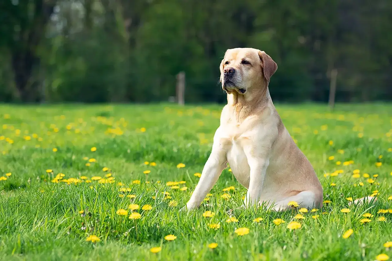 Jasny labrador siedzi na łące pełnej mniszków. Ile żyje labrador? Średnio 10-12 lat, ale ten wygląda na zdrowego i szczęśliwego!