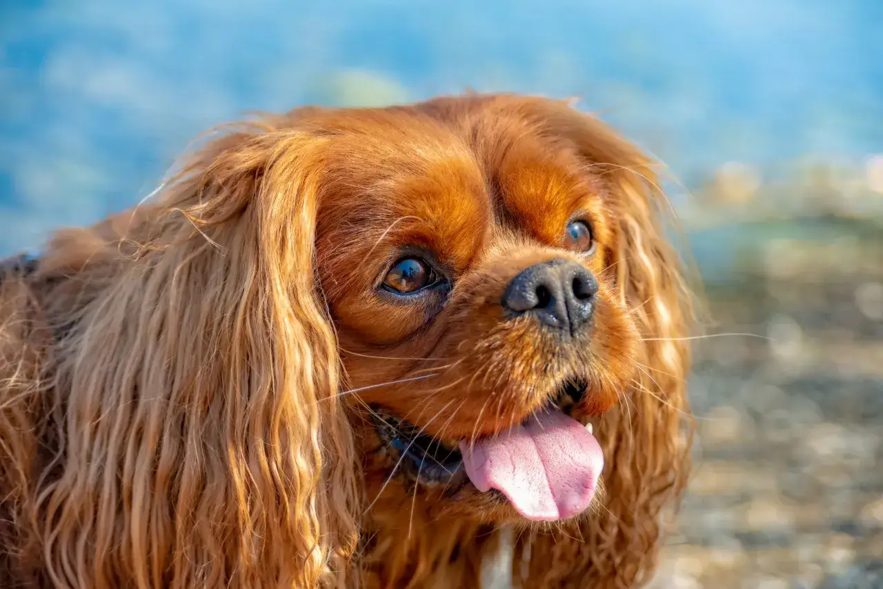Rudy cavalier king charles spaniel z mokrym nosem i wystawionym językiem cieszy się słońcem.