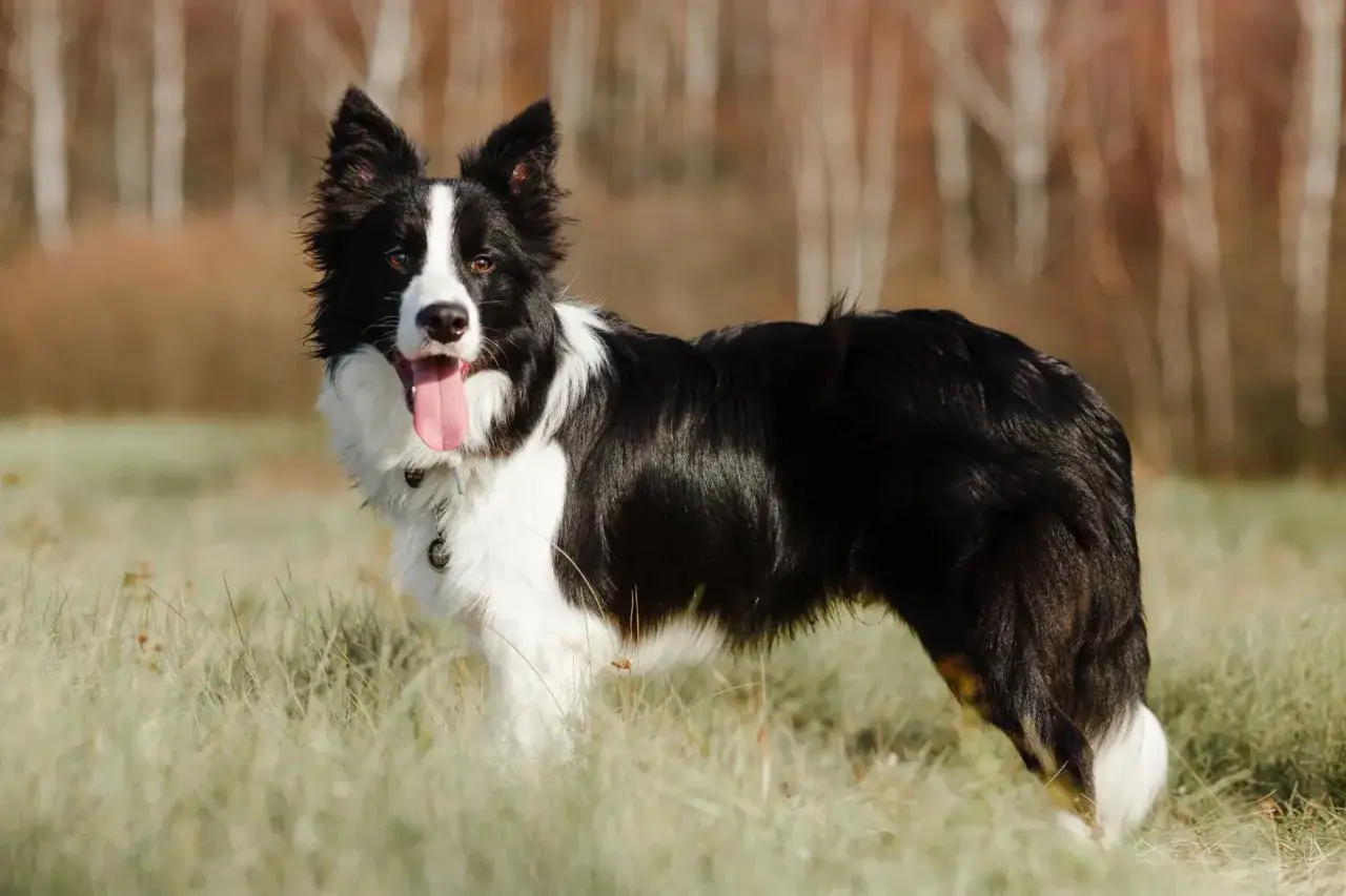 Border collie ile żyje średnio 10-17 lat. Ten czarny z białym piesek wygląda na zdrowego i pełnego energii.