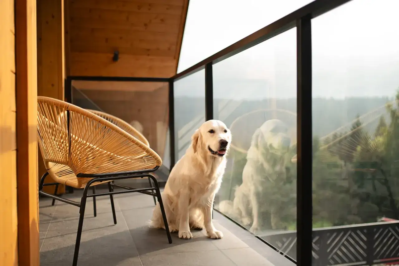 Złoty retriever siedzi na balkonie z widokiem na las. To idealne miejsce, dog friendly, dla czworonog&oacute;w.