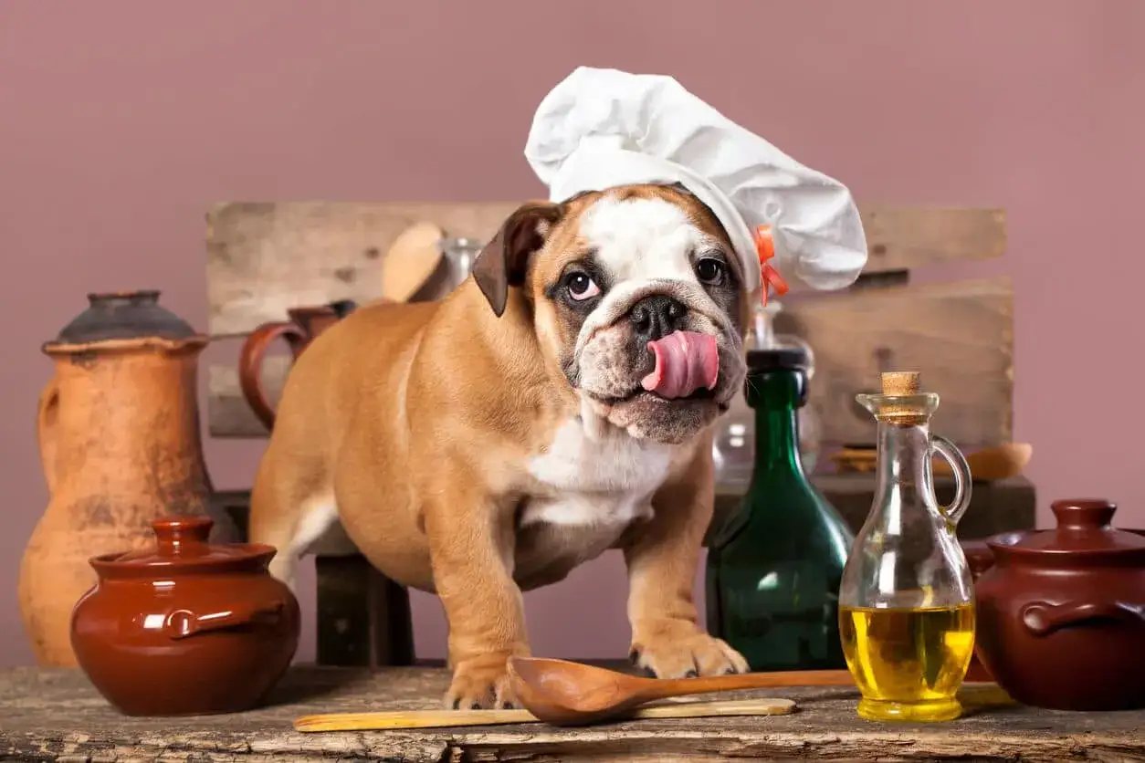 Uroczy buldog w czapce kucharskiej oblizuje się, stojąc obok butelki z olejem. Czy pies może jeść olej rzepakowy?