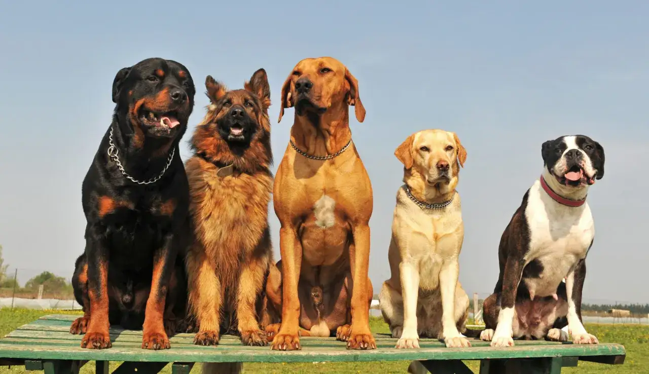 Pięć imponujących ras psów dużych: Rottweiler, Owczarek Niemiecki, Rhodesian Ridgeback, Labrador i Bokser.