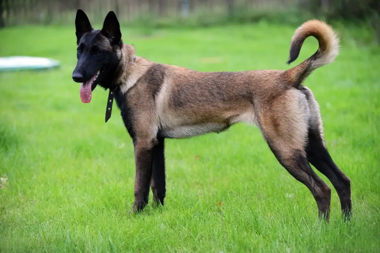 Czujny owczarek malinois stoi na zielonej trawie, z językiem na wierzchu, gotowy do akcji.
