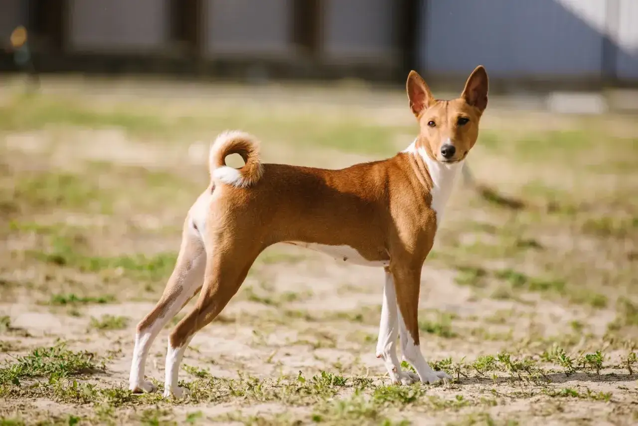 Basenji o ciekawskim usposobieniu, z charakterystycznym, zakręconym ogonem, stoi na trawiastym podwórku.