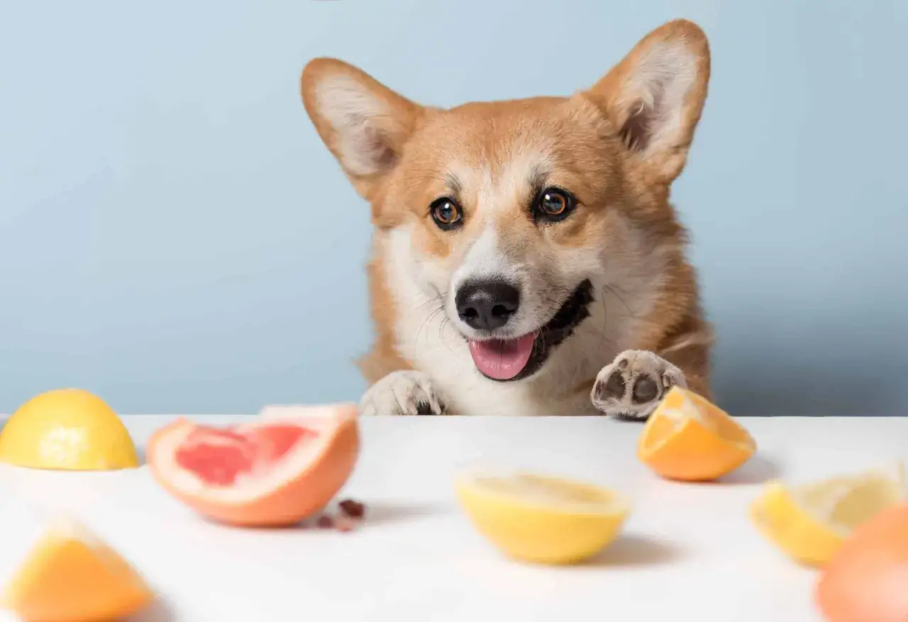 Uroczy corgi zastanawia się, czy psy mogą jeść mandarynki, patrząc na cytrusy.
