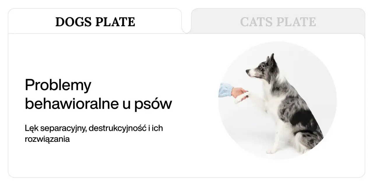 Pies podaje łapę, symbolizując lęk separacyjny i inne problemy behawioralne u psów.