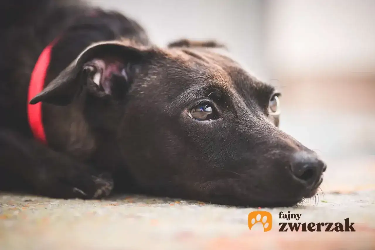 Czarny piesek w czerwonej obroży leży na ziemi, mój pies zachowuje się jakby coś widział, jego oczy są szeroko otwarte i skupione na czymś poza kadrem.