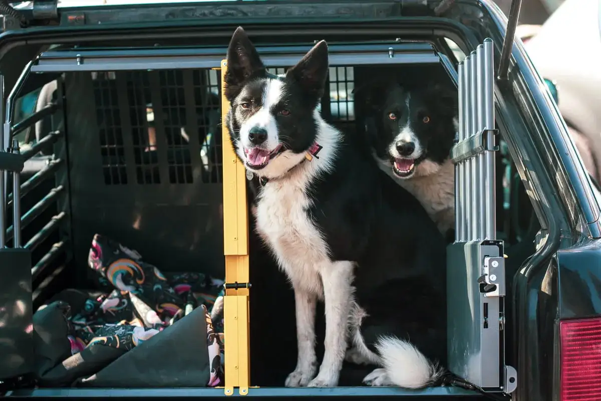 Dwa psy rasy border collie w klatce w bagażniku samochodu. Bezpieczne jak przewozić psa w samochodzie.